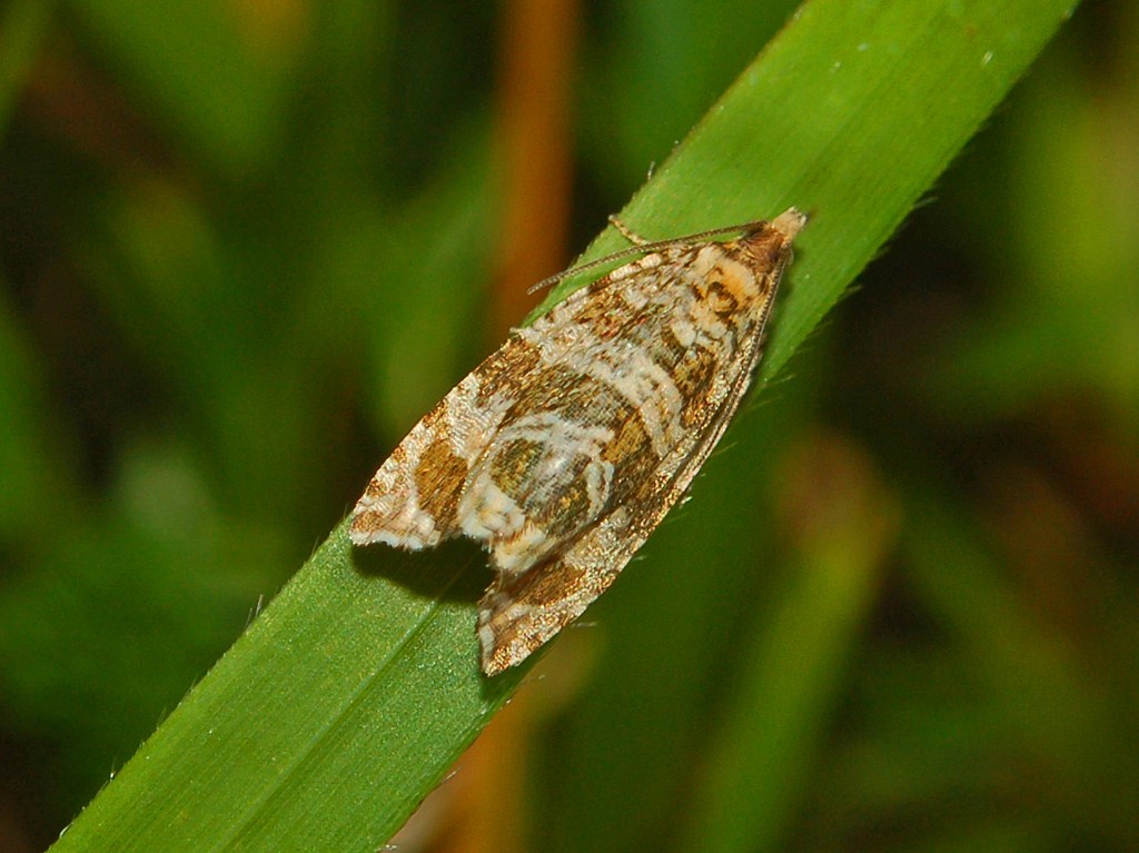 Un Tortricidae dal Parco dell''Antola - Celypha rivulana